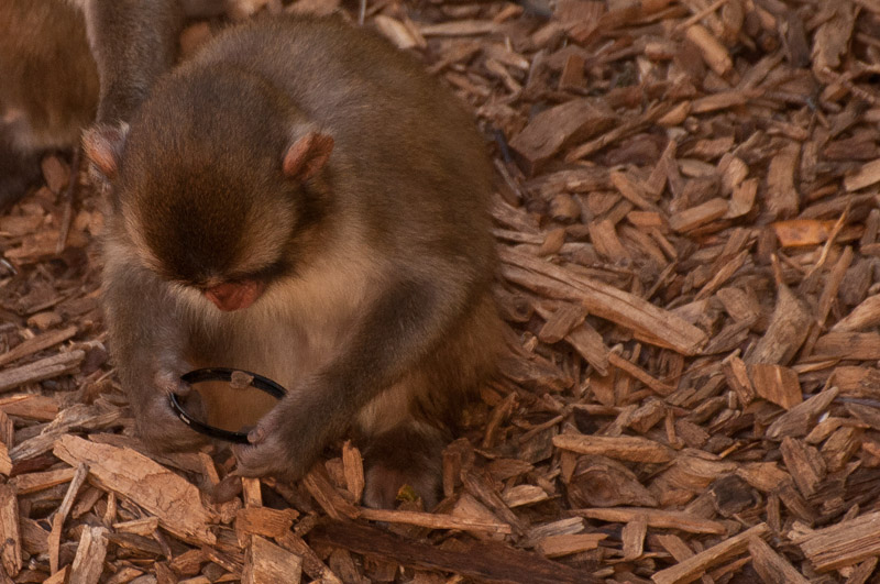 BioParco_Roma_071_web.jpg