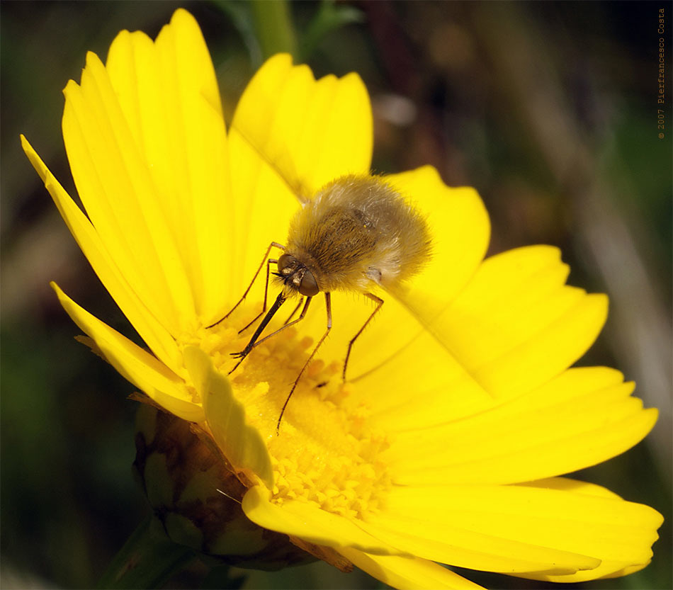 Bombylius-minor-c-.jpg