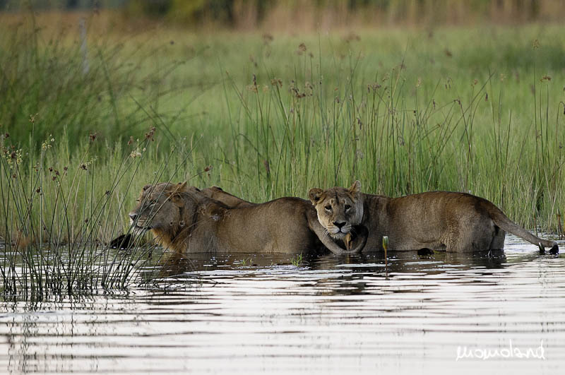 botswana-8130.jpg