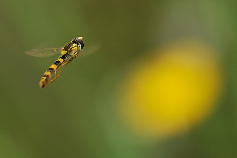 C f 4.5 -1-400 di secondo.jpg