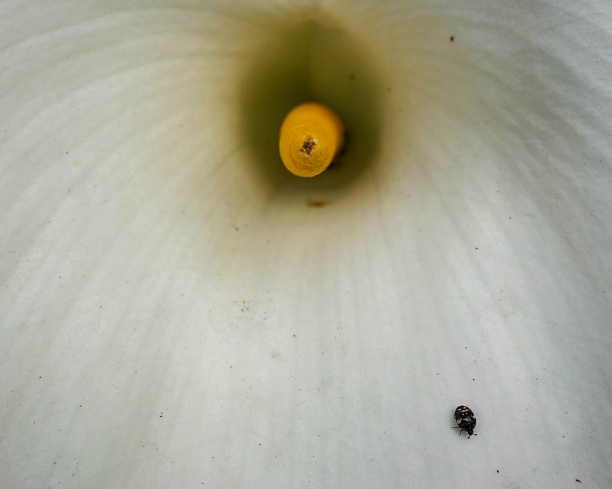 calla.jpg