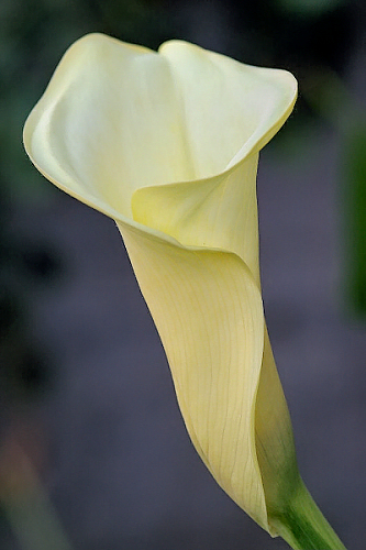 calla.jpg