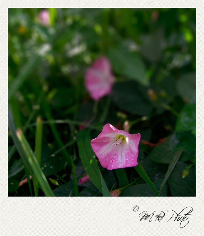 campanula.jpg