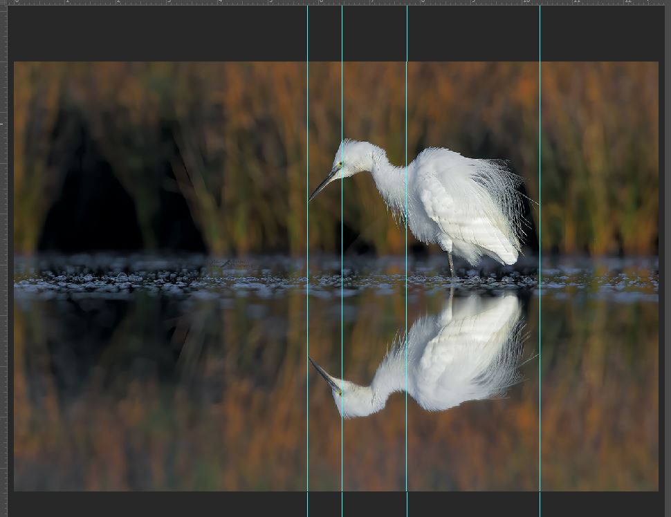 Cattura Garzetta.JPG