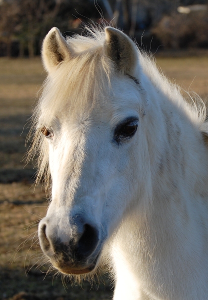 cavalli (20)mod 2.jpg