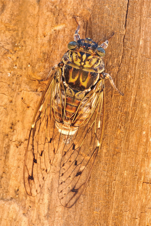 Cicala8.jpg