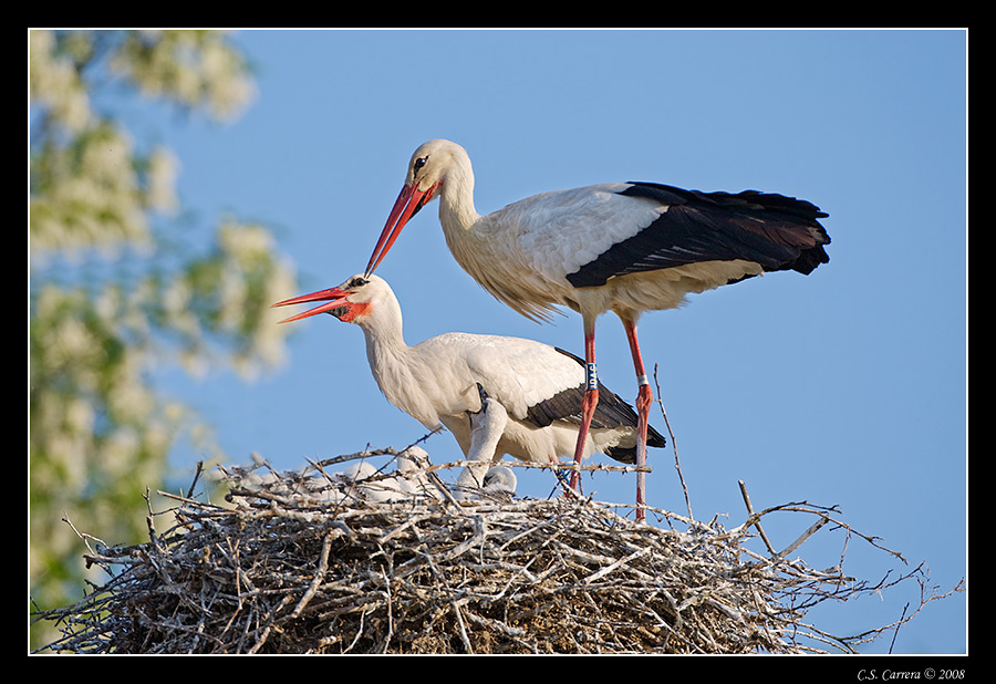 cicogna03.jpg