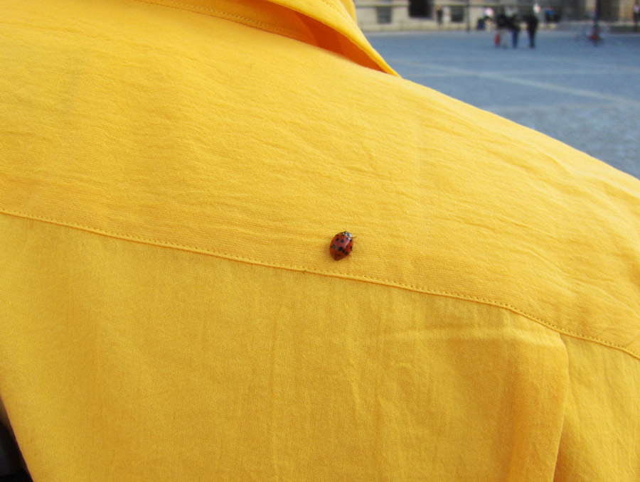 coccinella-a-Berlino_2.jpg