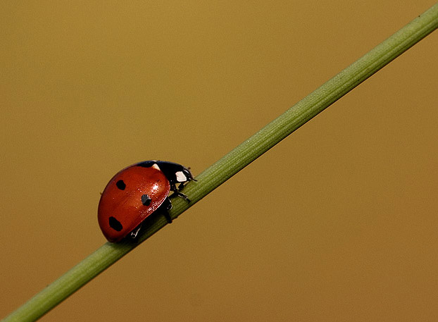 coccinella.php.jpg
