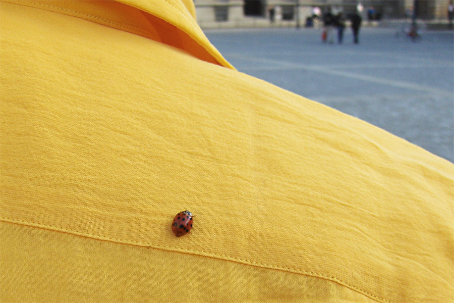 coccinella_a_Berlino_3.jpg