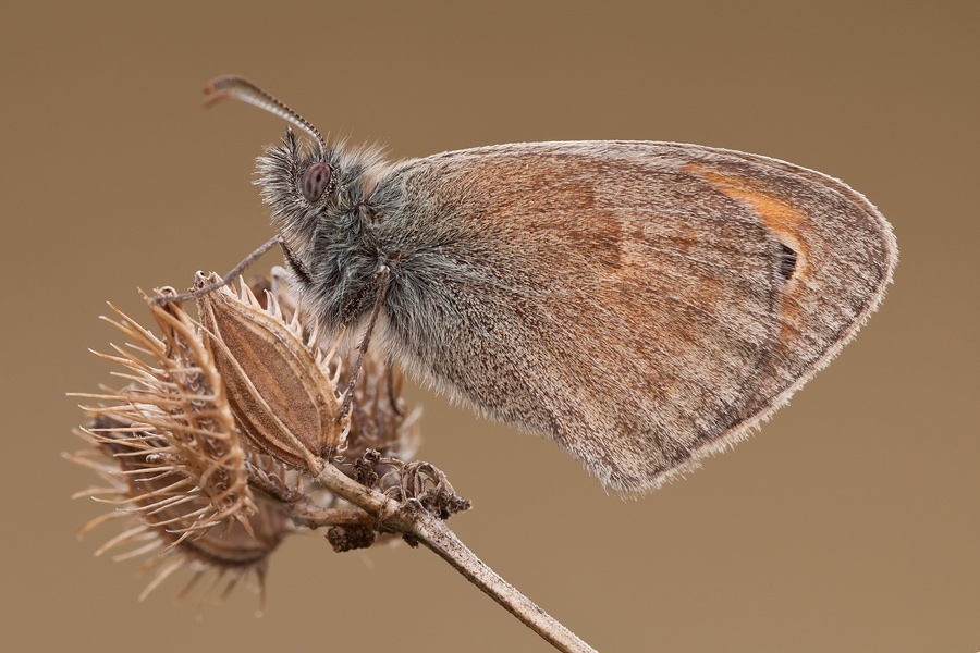 coenonympha_06_hi_mod.jpg