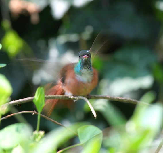 colibr�4 forum.jpg