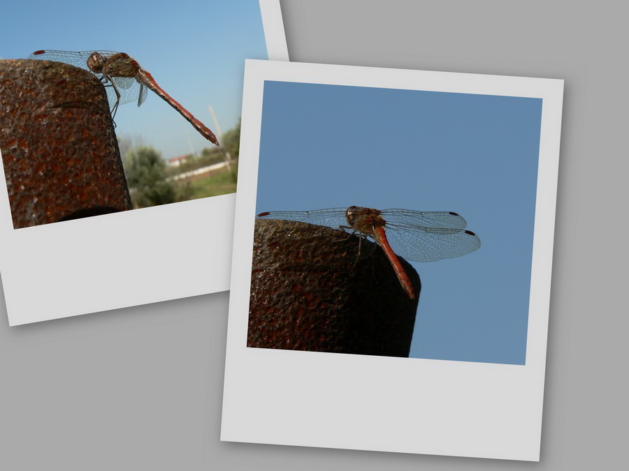 collage12.jpg