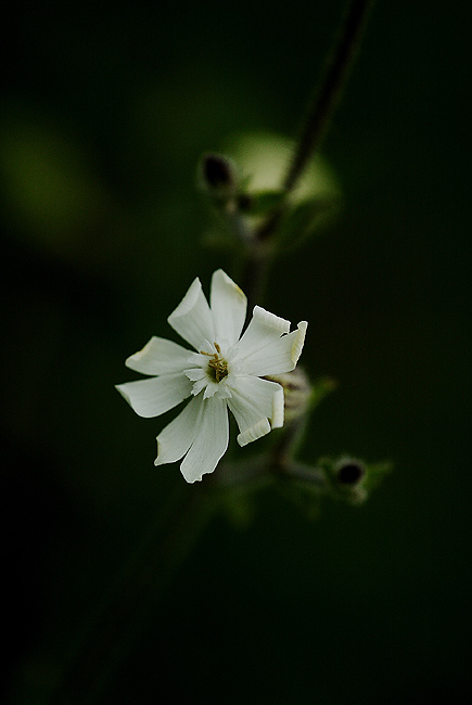 colore bianco 650.jpg