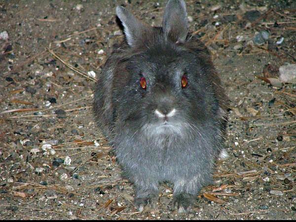 coniglio.jpg