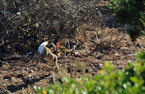 coniglio da dietro2.jpg