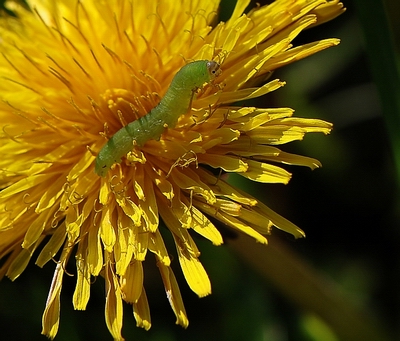 Copia (4) di DSC_0627.JPG