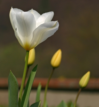 Copia (5) di fiore1.jpg