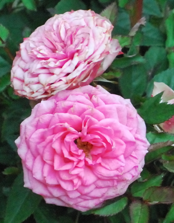 Copia di 1600_ISO_cr_cr_cr.jpg