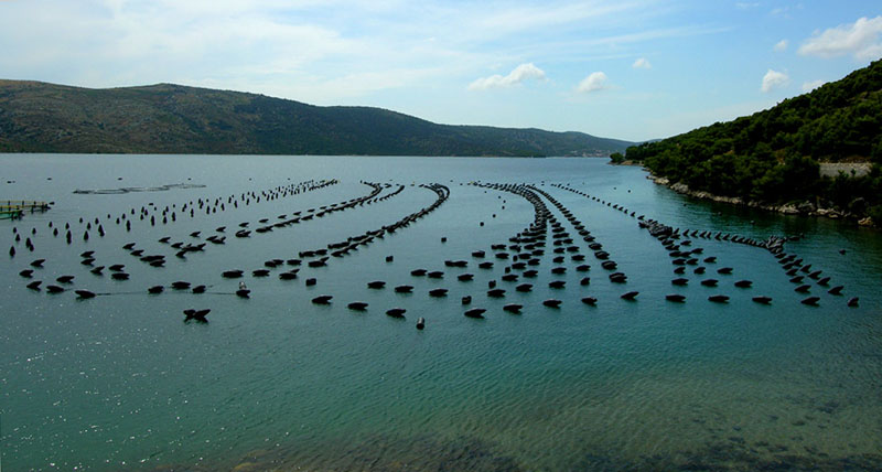 cozze giganti.JPG