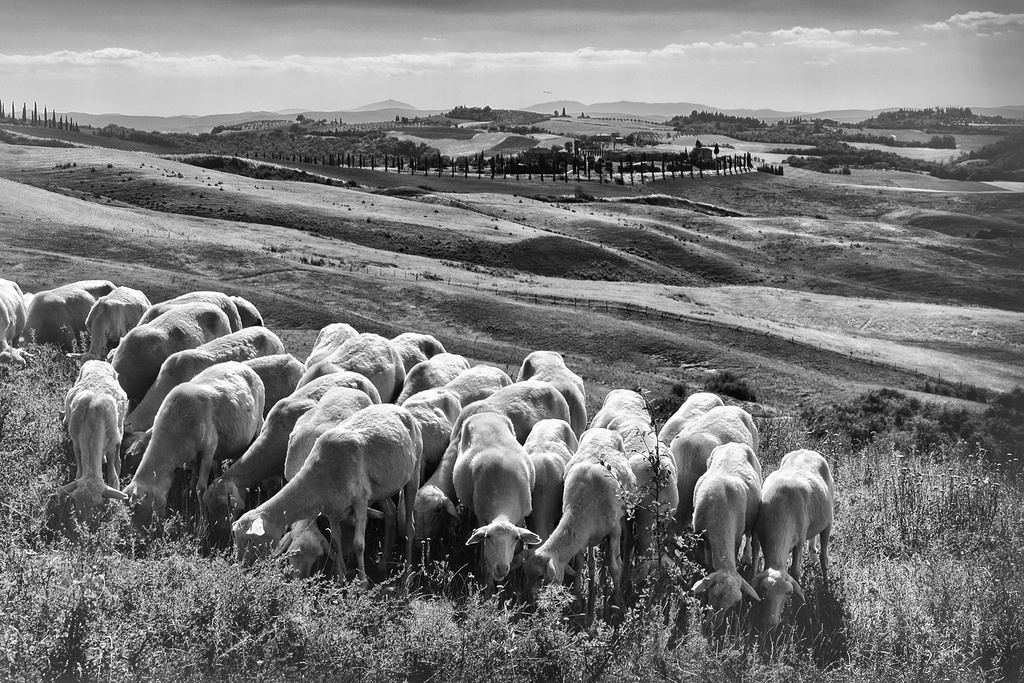 crete senesi.jpg