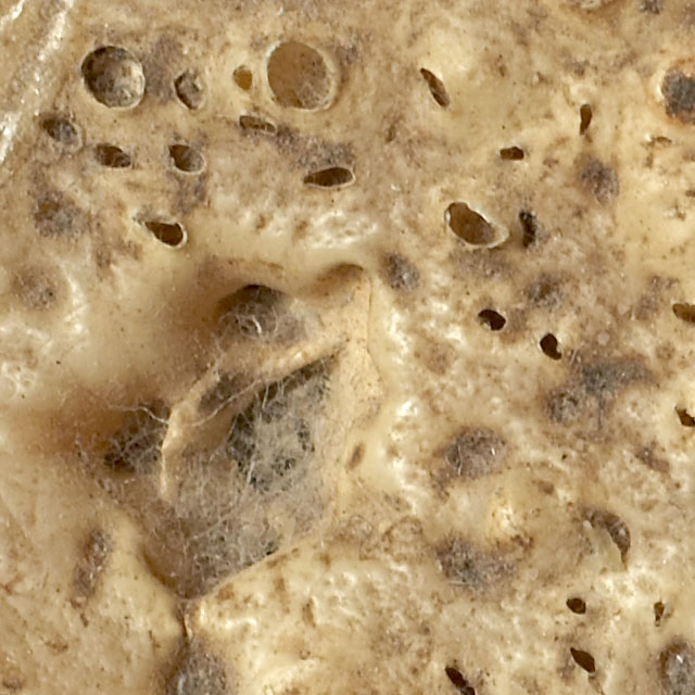 crop-leica.jpg