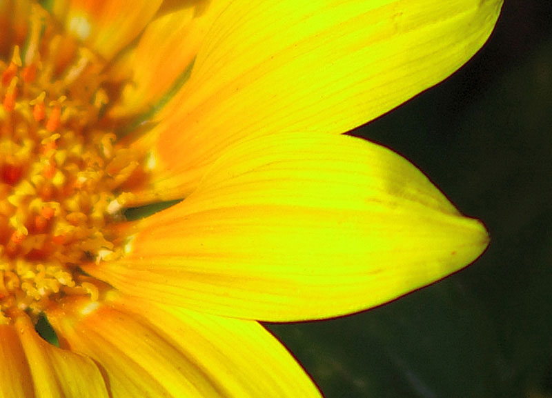 crop-nikon-capture.jpg