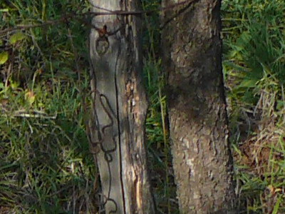crop100fz50.jpg
