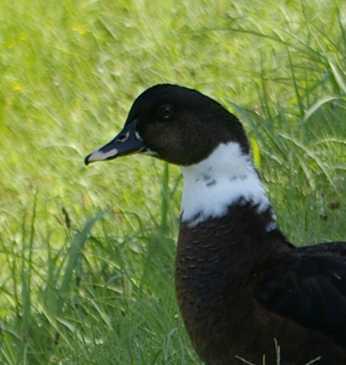 crop1.jpg
