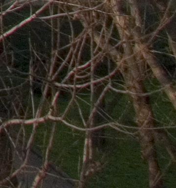 crop 24,5 mm..jpg
