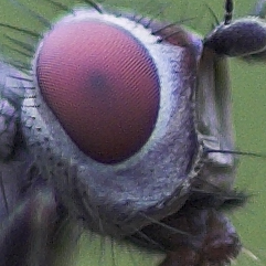 crop 2.jpg