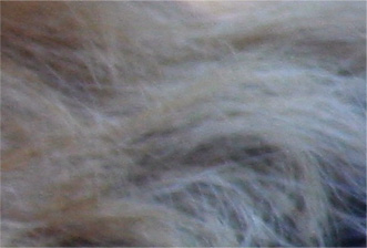 Crop lato.jpg