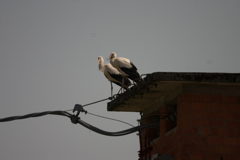 CRW_3709.jpg