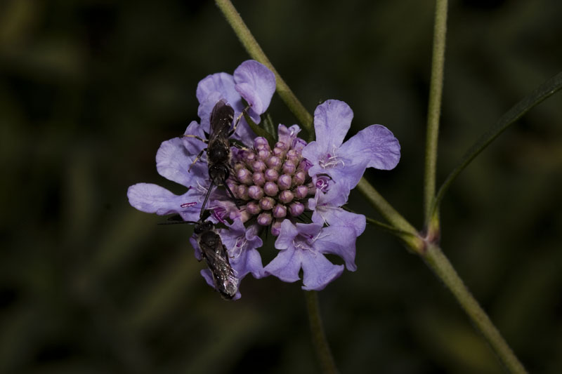 CRW_6663_u_ps.jpg