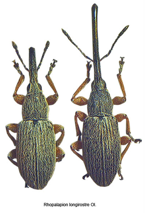 curcuglionide.jpg