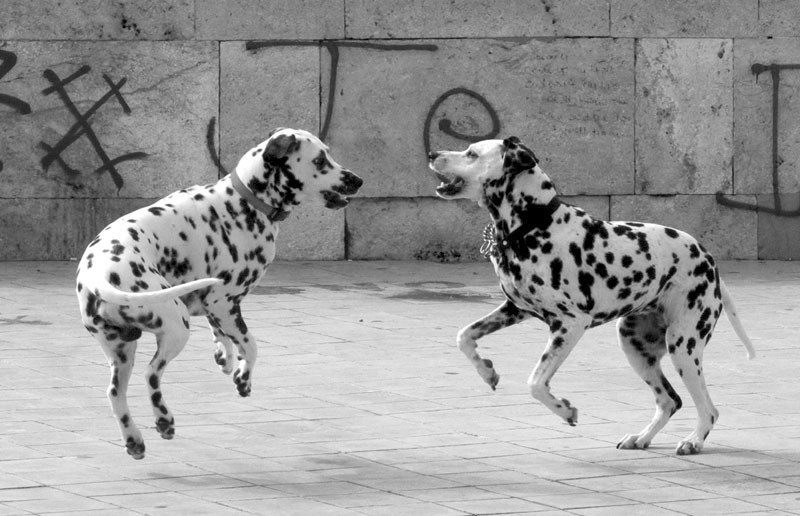 dalmata_bn.jpg