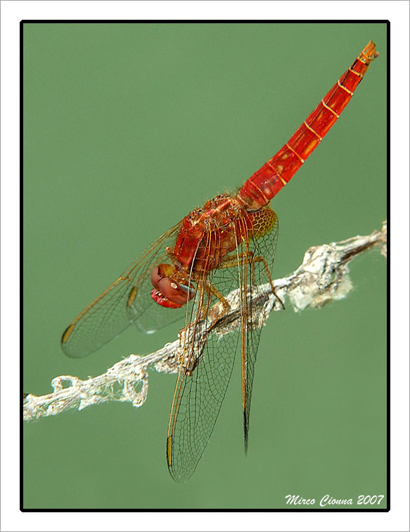 Dragon-Fly.jpg