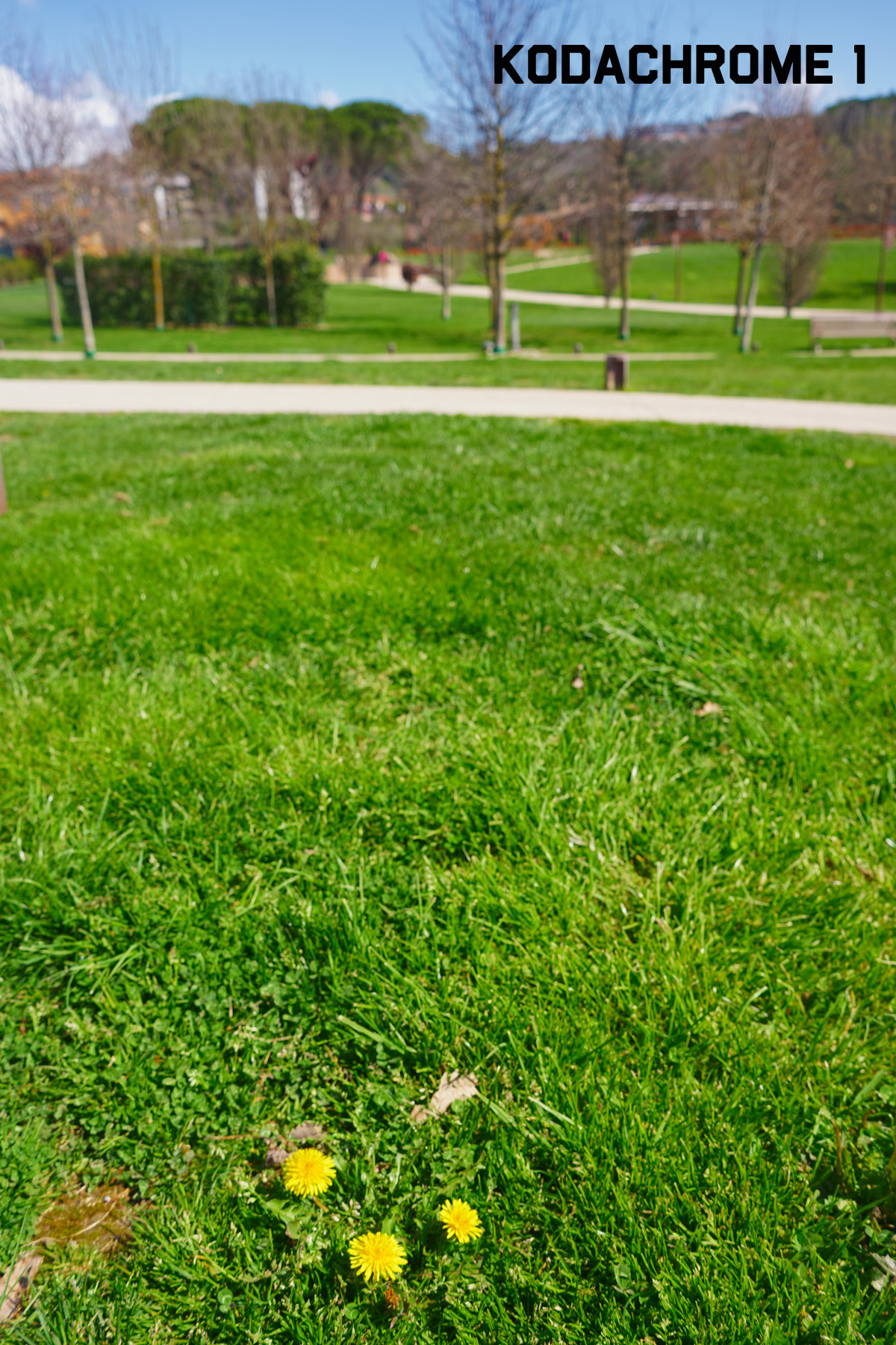 DSC09287r.jpg