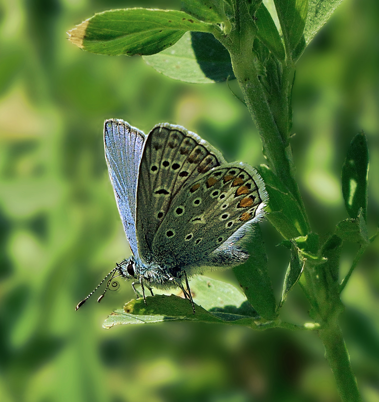 DSC_0108c.JPG