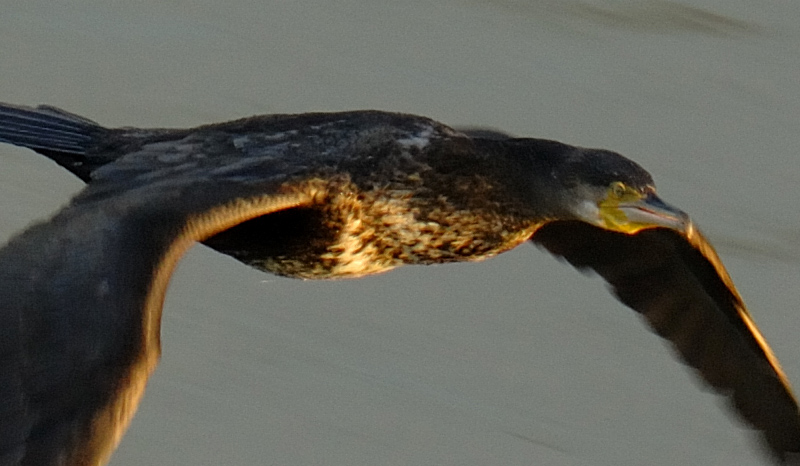 DSC_1013_crop.jpg