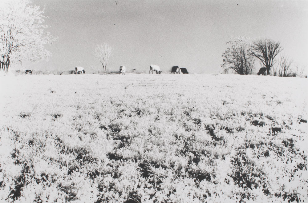 DSC_1895 f.jpg