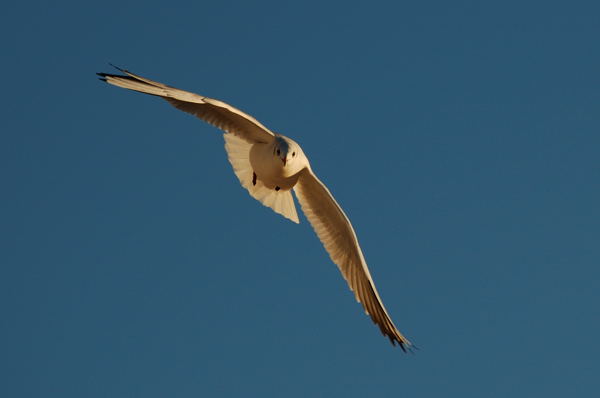 DSC_2023.jpg