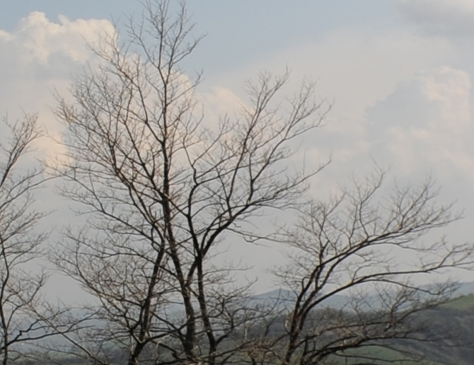 DSC_2091crop100%.jpg