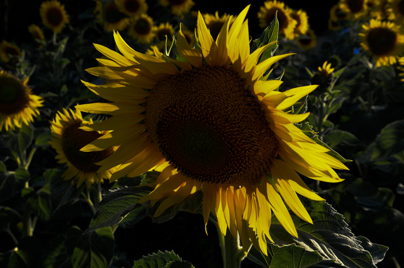 DSC_3364.JPG