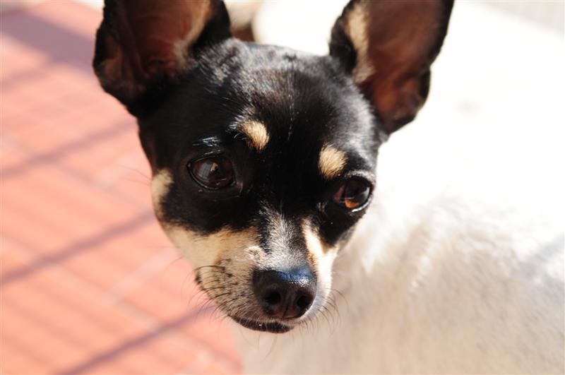 DSC_4268 (Medium).JPG