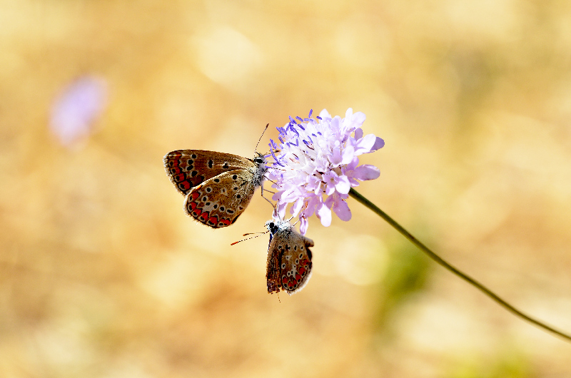 DSC_5394.jpg