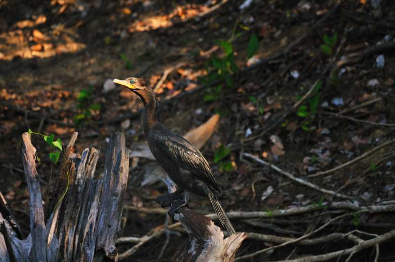 DSC_6562.jpg