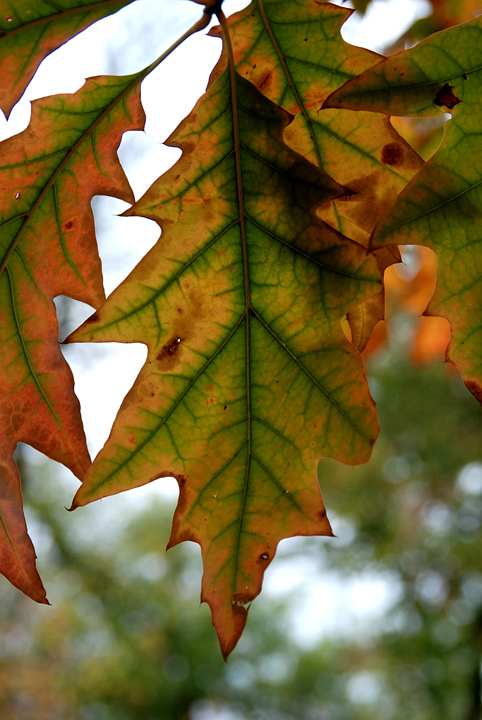 DSC_8368.jpg