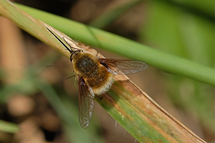 DSC_9381.jpg