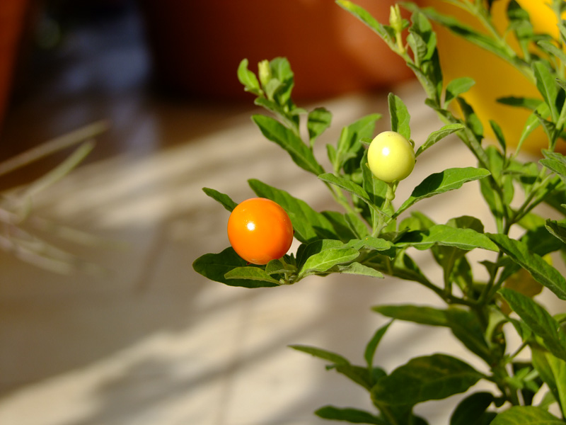 DSCF1484.jpg